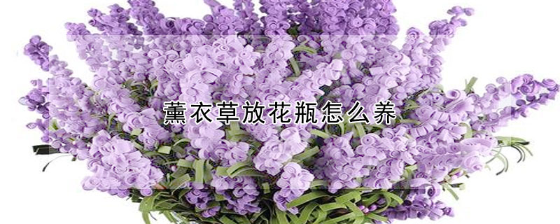 薰衣草放花瓶怎麼養