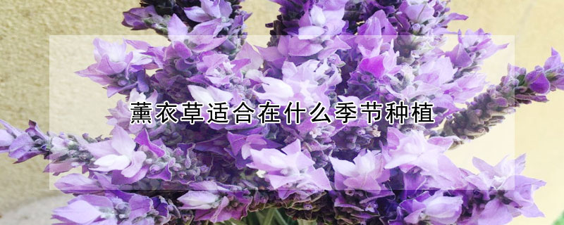 薰衣草適合在什麼季節種植
