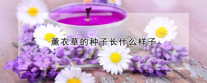 薰衣草的種子長什麼樣子