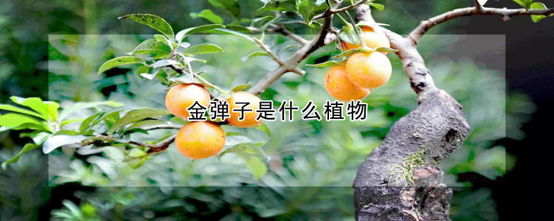 金彈子是什麼植物
