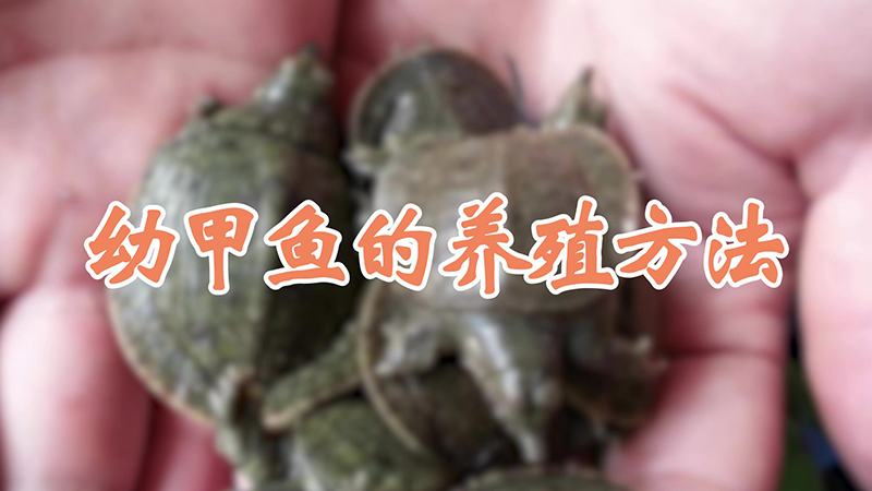 幼甲魚的養殖方法