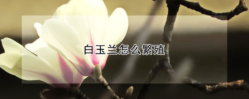 白玉蘭怎麼繁殖