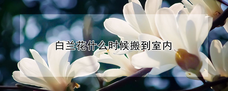 白蘭花什麼時候搬到室內
