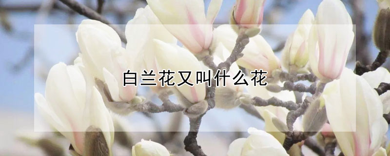 白蘭花又叫什麼花