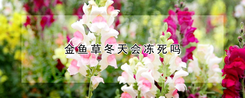 金魚草冬天會凍死嗎