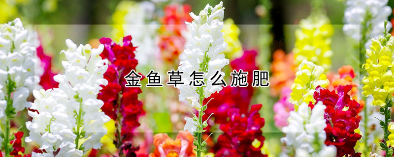 金魚草怎麼施肥