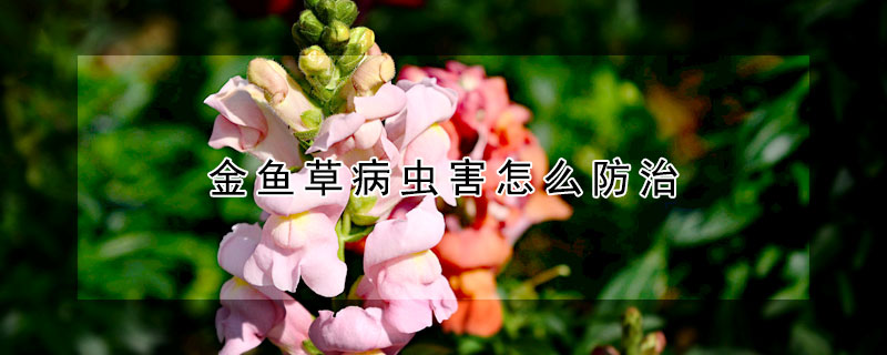 金魚草病蟲害怎麼防治