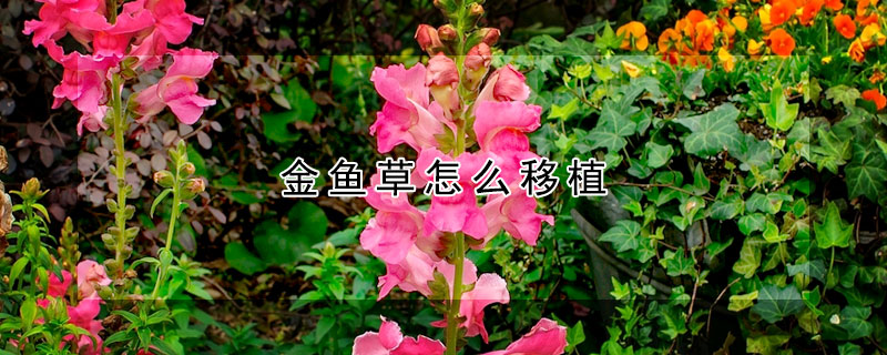 金魚草怎麼移植