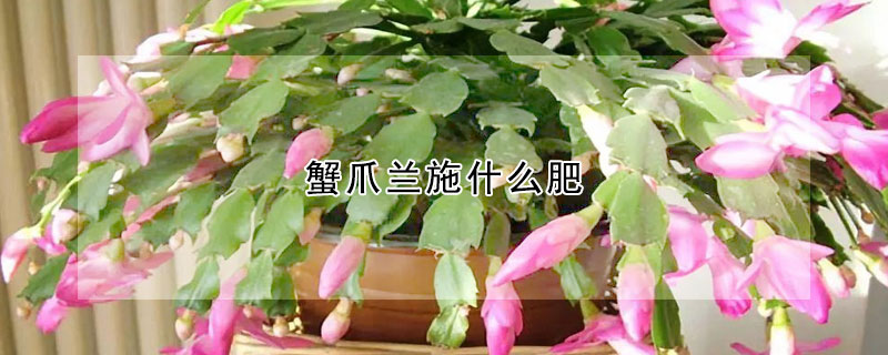 蟹爪蘭施什麼肥