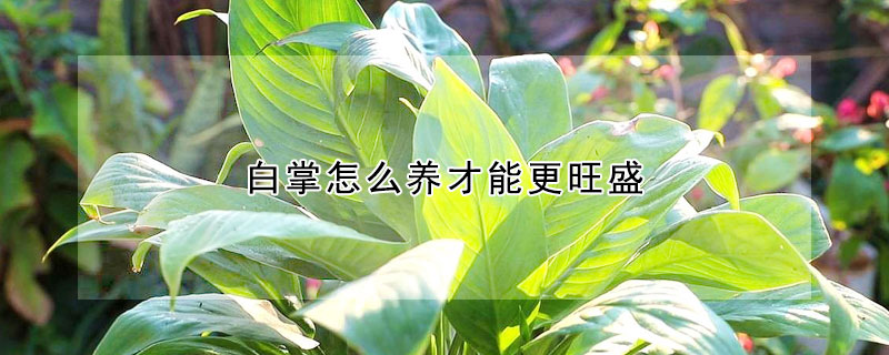 白掌怎麼養才能更旺盛