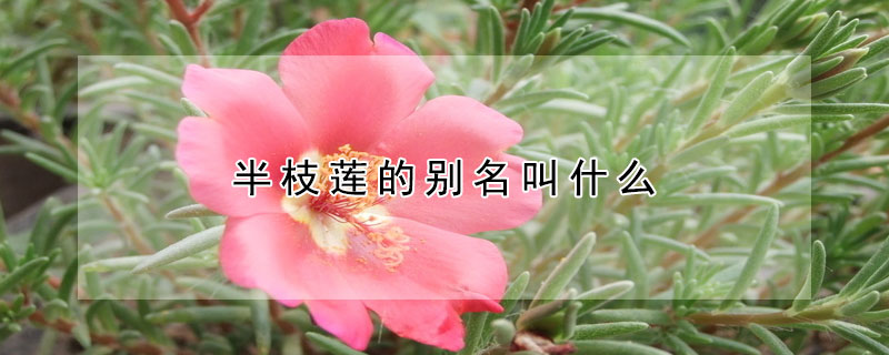 半枝蓮的別名叫什麼