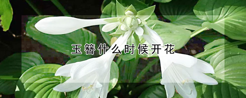 玉簪什麼時候開花