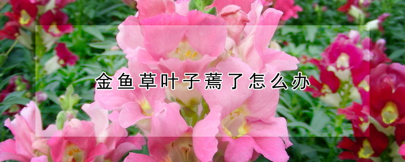 金魚草葉子蔫了怎麼辦