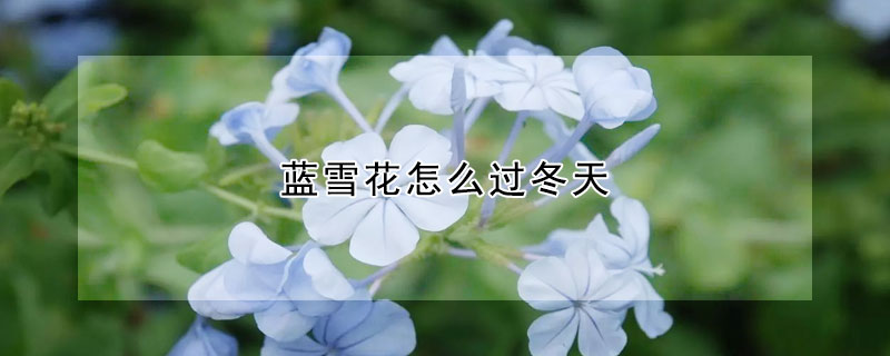 藍雪花怎麼過冬天