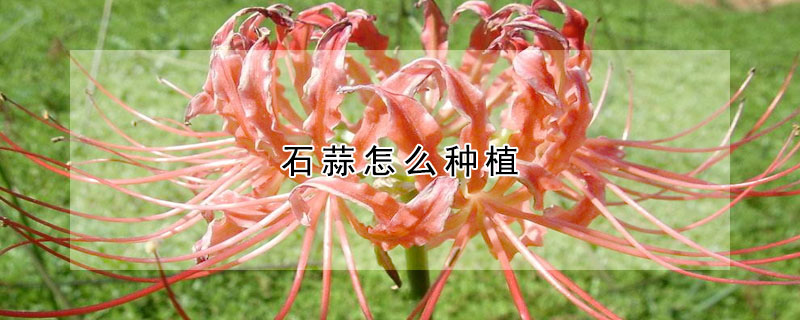 石蒜怎麼種植