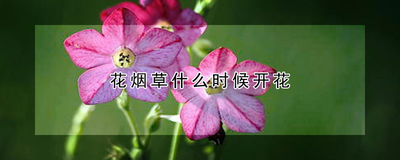 花煙草什麼時候開花