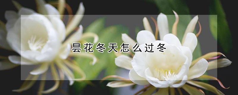 曇花冬天怎麼過冬