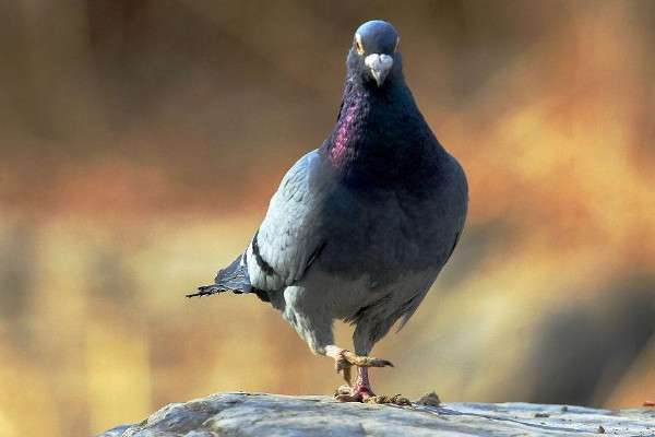 野鴿子和斑鳩的區別