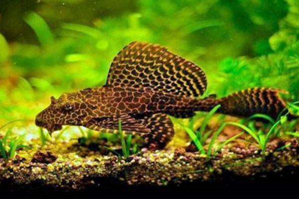 清道夫魚吃什麼食物