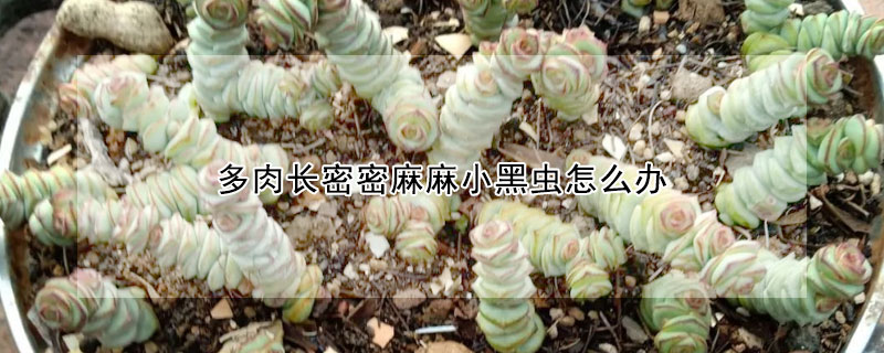 多肉長密密麻麻小黑蟲怎麼辦