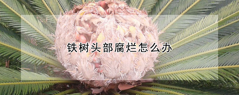 鐵樹頭部腐爛怎麼辦