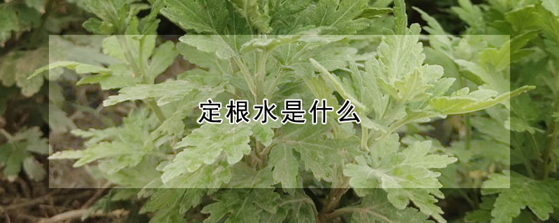 定根水是什麼