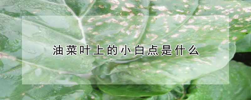 油菜葉上的小白點是什麼