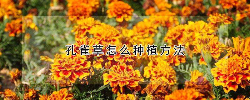 孔雀草怎麼種植方法