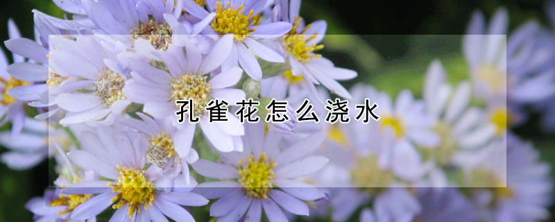 孔雀花怎麼澆水