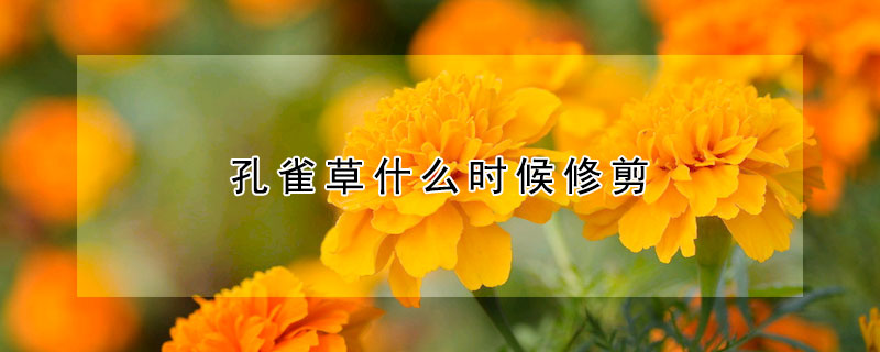 孔雀草什麼時候修剪