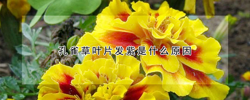 孔雀草葉片發紫是什麼原因