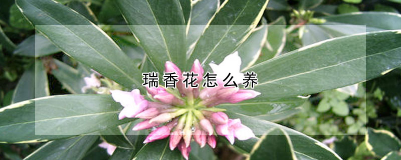 瑞香花怎麼養