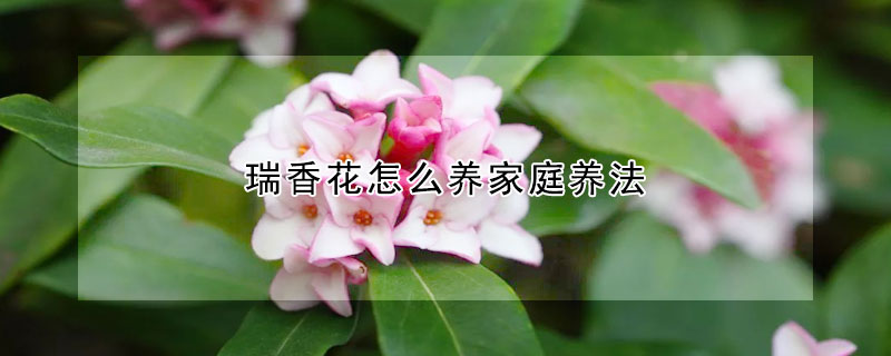 瑞香花怎麼養家庭養法