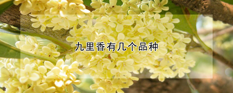 九裏香有幾個品種