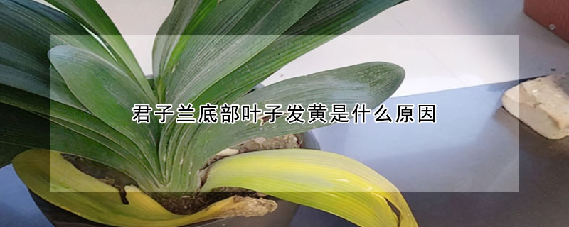 君子蘭底部葉子發黃是什麼原因