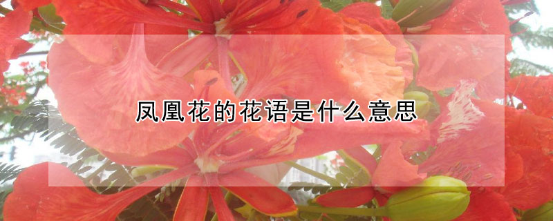 鳳凰花的花語是什麼意思