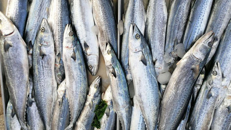 鮁魚和秋刀魚的區別