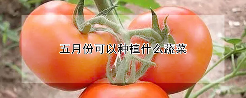 五月份可以種植什麼蔬菜