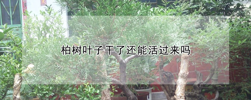 柏樹葉子幹了還能活過來嗎