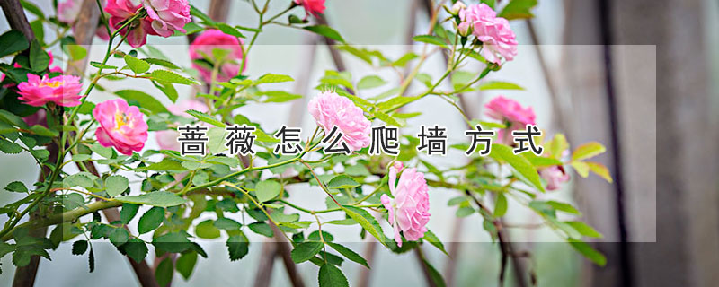 薔薇怎麼爬牆方式