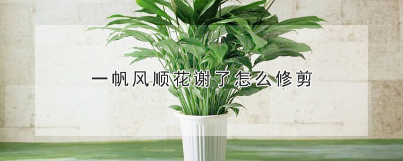 一帆風順花謝了怎麼修剪