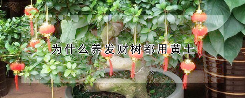 為什麼養發財樹都用黃土