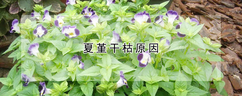 夏堇幹枯原因