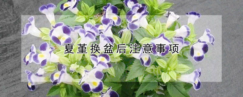 夏堇換盆後注意事項