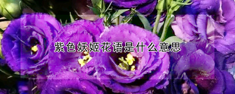 紫色妖姬花語是什麼意思