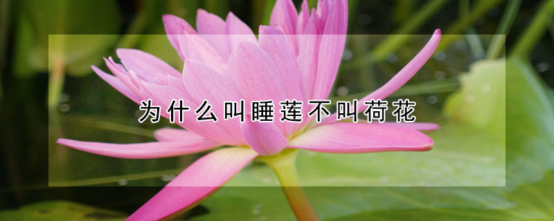 為什麼叫睡蓮不叫荷花