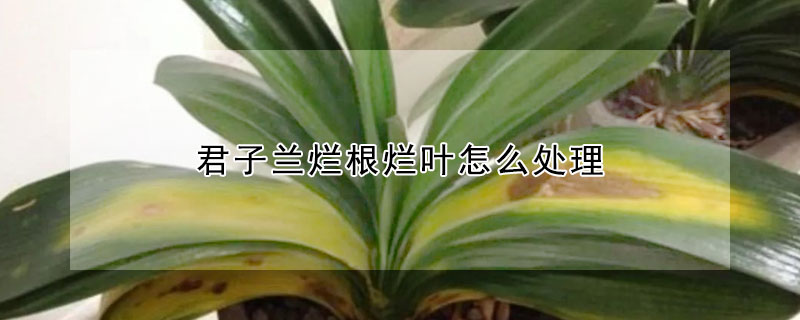 君子蘭爛根爛葉怎麼處理