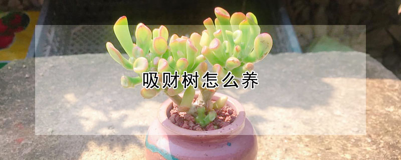 吸財樹怎麼養