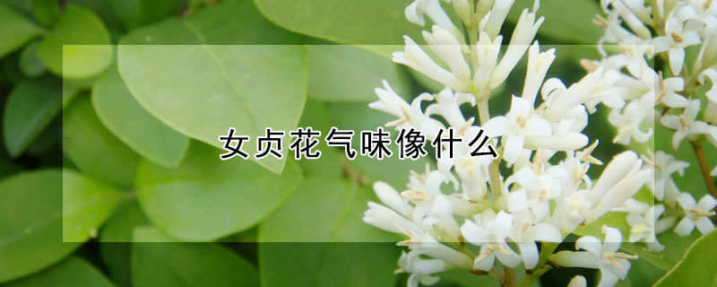 女貞花氣味像什麼