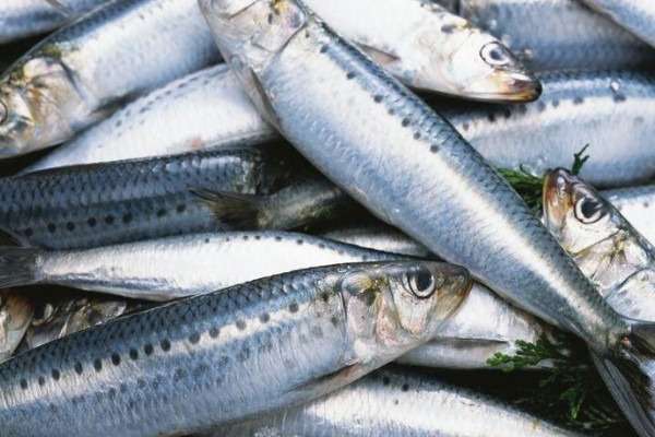沙丁魚是什麼魚